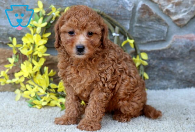 Dalilah Poodle MIx image