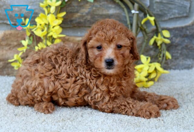 Dalilah Poodle MIx3 image