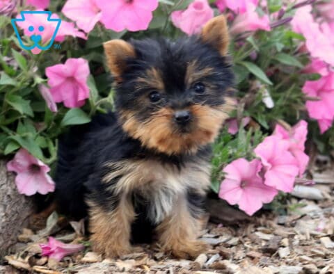 Dalilah Yorkie