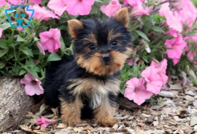 Dalilah Yorkie image