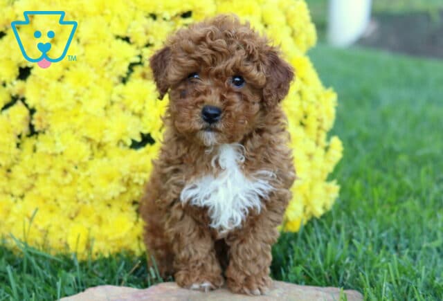 Dallas, an adorable reddish-brown Mini Poodle puppy with tight curls, floppy ears, and a fluffy white patch on his chest, standing on a stone and looking toward the camera with bright yellow chrysanthemums behind him in Oxford, PA. image