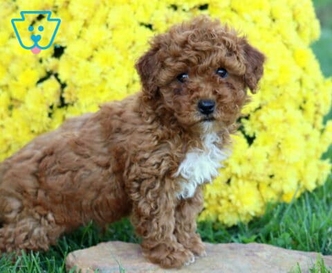 Dallas Mini Poodle2