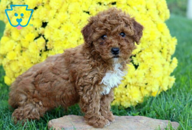 Dallas, a curly-coated reddish-brown Mini Poodle puppy with dark round eyes, floppy ears, and a white chest marking, standing sideways with his front paws on a stone while looking at the camera in front of vibrant yellow flowers in Oxford, PA. image