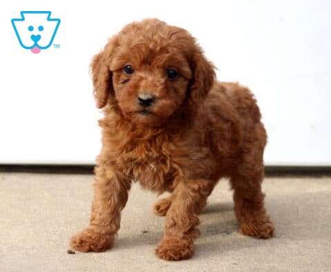 Dallas Mini poodle