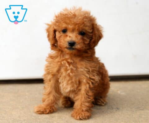 Dandy Mini Poodle