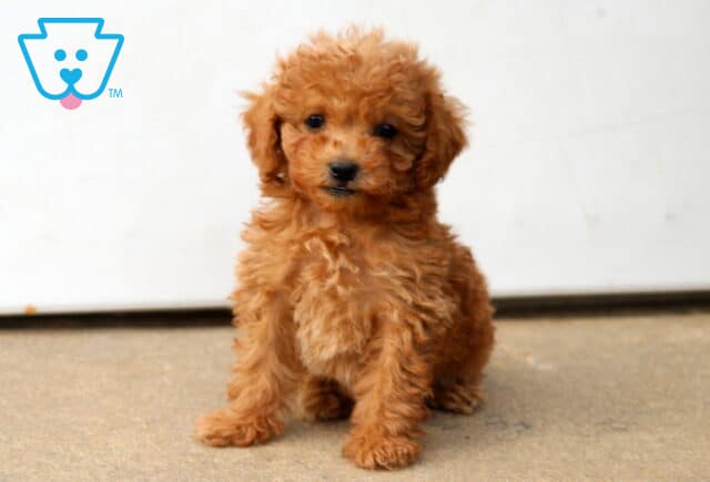 Dandy Mini Poodle image
