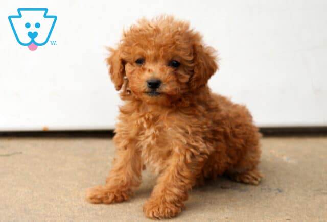 Dandy Mini Poodle2 image