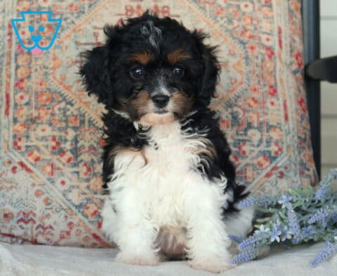 Dee Cavapoo