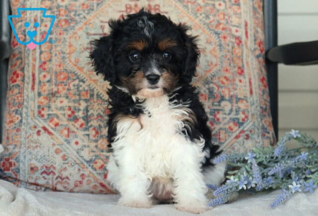 Dee Cavapoo image