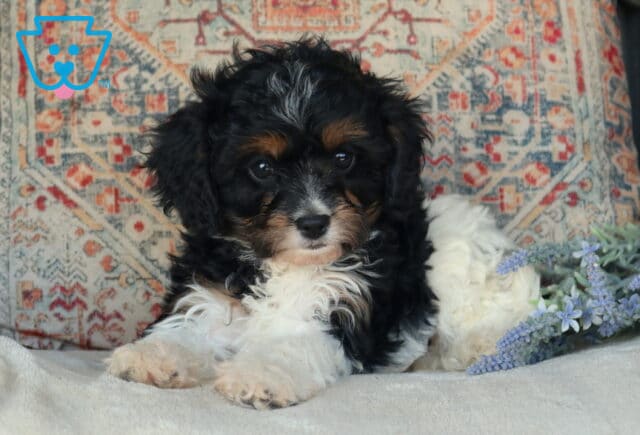 Dee Cavapoo2 image