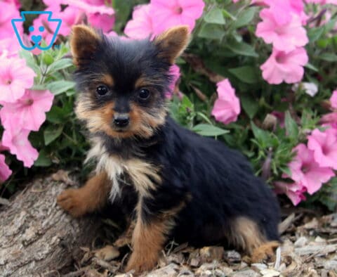 Della Yorkie