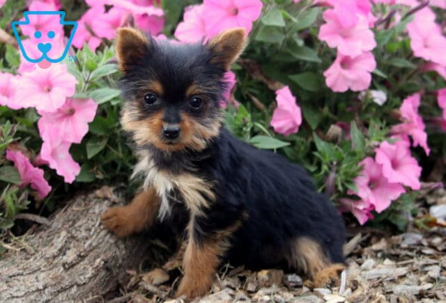 Della Yorkie image
