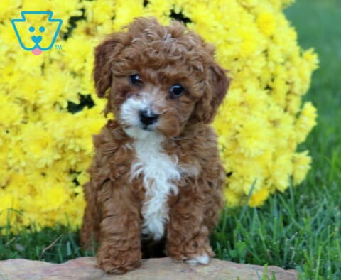 Devon Mini Poodle