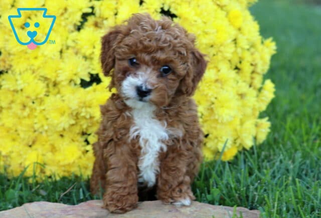 Devon Mini Poodle image
