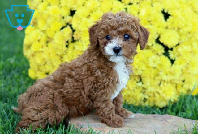 Devon Mini Poodle2 image
