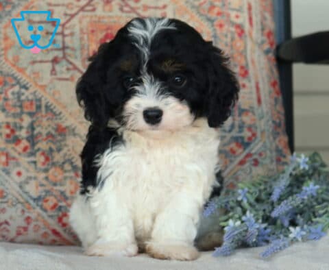 Dewie Cavapoo