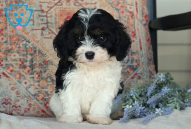 Dewie Cavapoo image