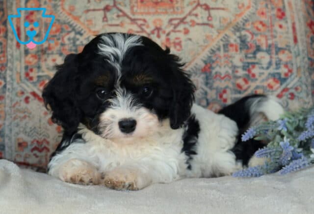 Dewie Cavapoo2 image
