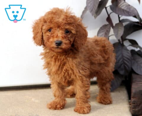 Dice Mini Poodle