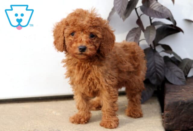 Dice Mini Poodle image