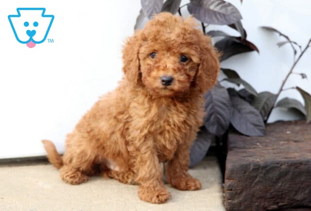 Dice Mini Poodle2 image