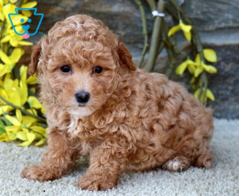 Dixie Poodle MIx