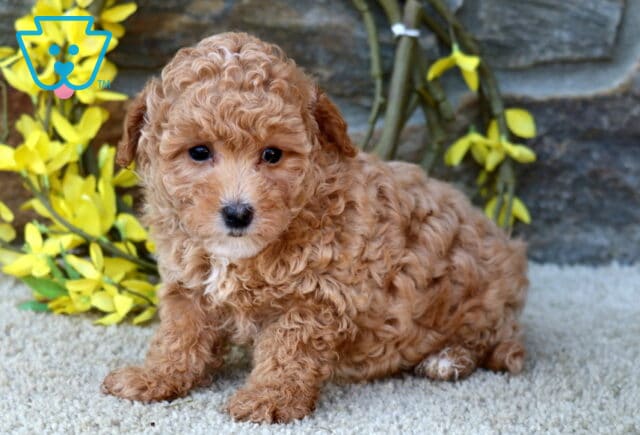 Dixie Poodle MIx image