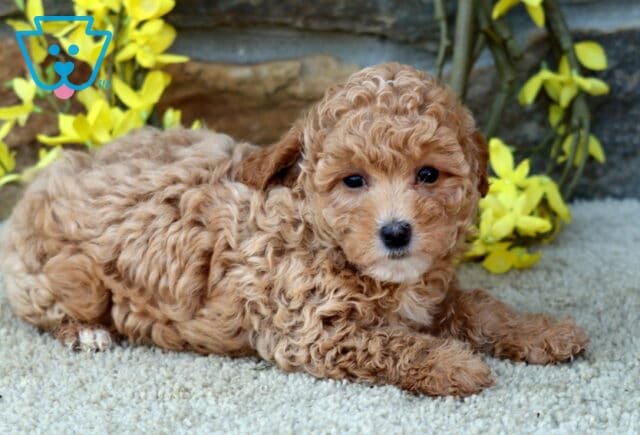Dixie Poodle MIx2 image