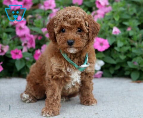 Dixie Toy Poodle