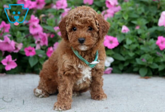 Dixie Toy Poodle image