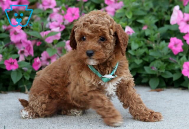 Dixie Toy Poodle2 image