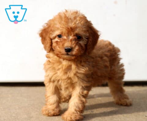 Djay Mini Poodle