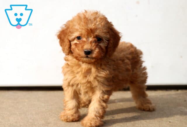 Djay Mini Poodle image