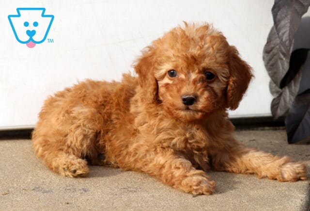 Djay Mini Poodle2 image