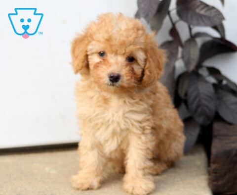 Dodger Mini Poodle