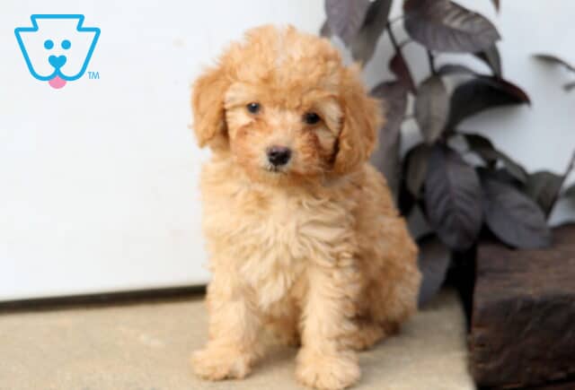 Dodger Mini Poodle image