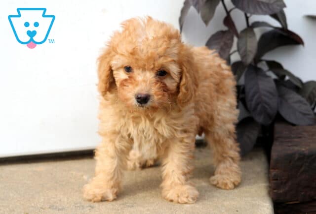 Dodger Mini Poodle2 image