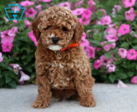 Dodger Toy Poodle
