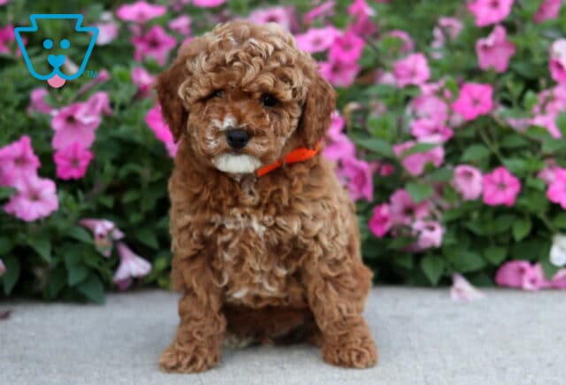 Dodger Toy Poodle image