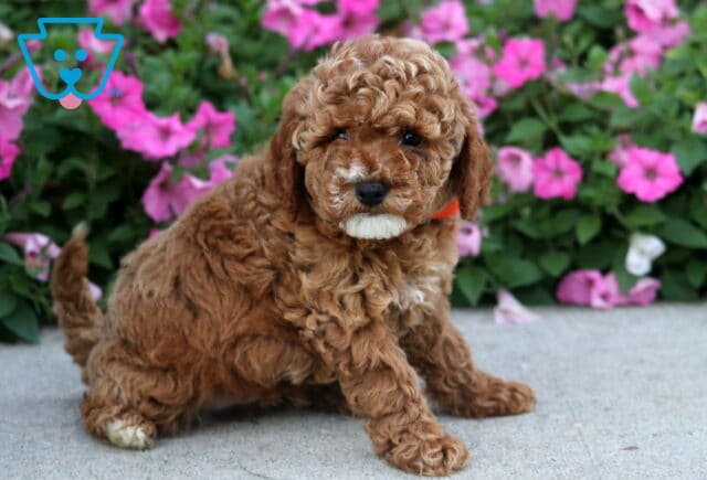 Dodger Toy Poodle2 image