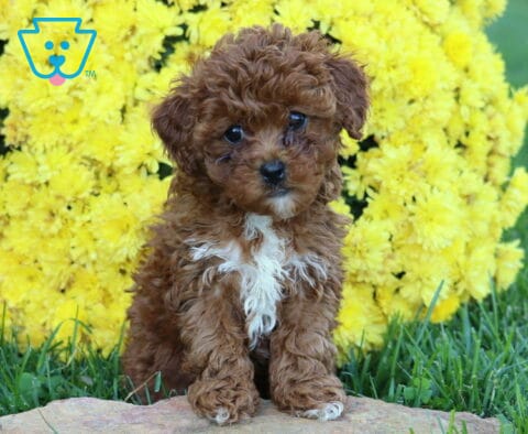 Dolly Mini Poodle