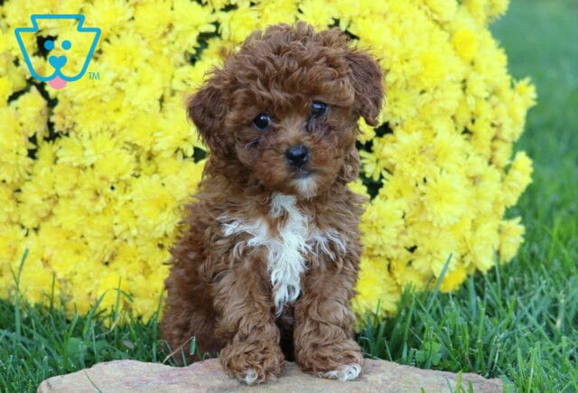 Dolly Mini Poodle image