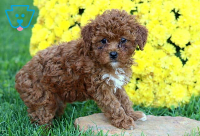 Dolly Mini Poodle2 image