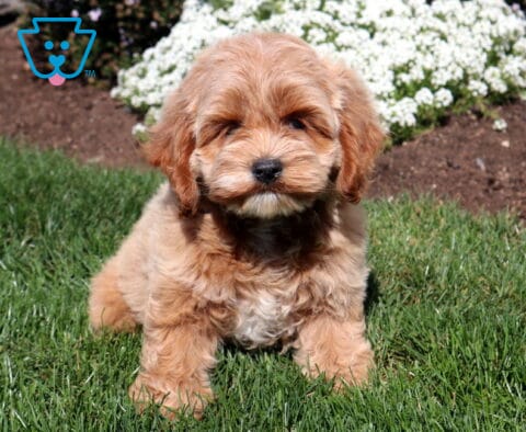Apricot Cockapoo puppy with a fluffy wavy coat sitting on lush green grass with a cluster of white flowers blooming behind.