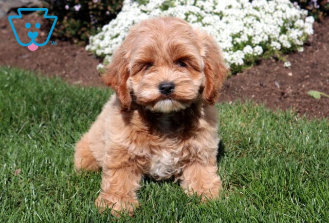 Apricot Cockapoo puppy with a fluffy wavy coat sitting on lush green grass with a cluster of white flowers blooming behind. image