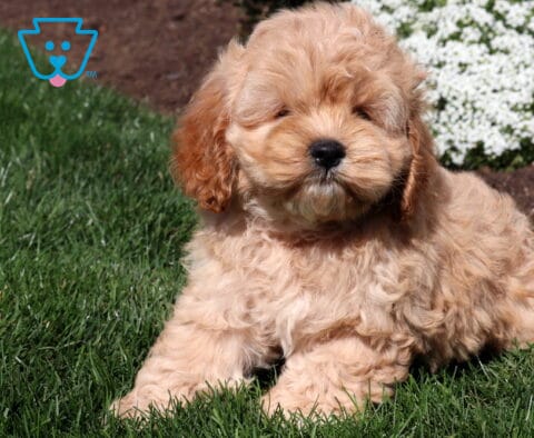 Apricot Cockapoo puppy with a fluffy wavy coat sitting on green grass with white garden flowers blooming in the background.