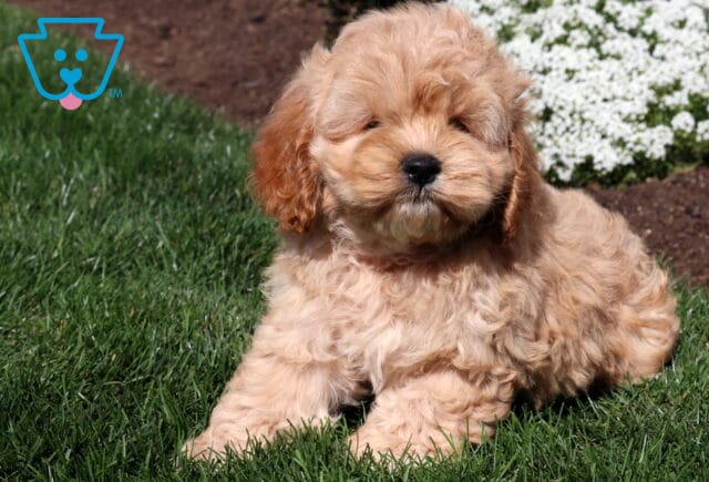 Apricot Cockapoo puppy with a fluffy wavy coat sitting on green grass with white garden flowers blooming in the background. image
