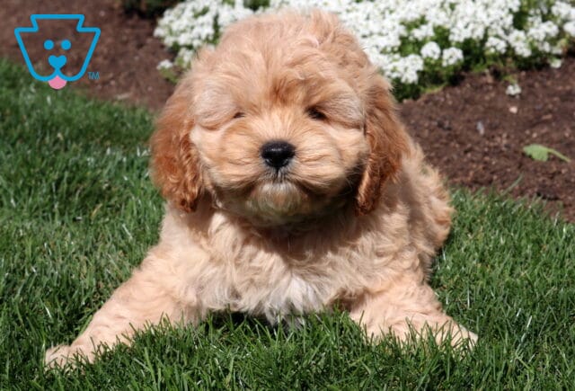 Fluffy apricot Cockapoo puppy resting with its front paws stretched forward on green grass beside a bed of small white flowers. image