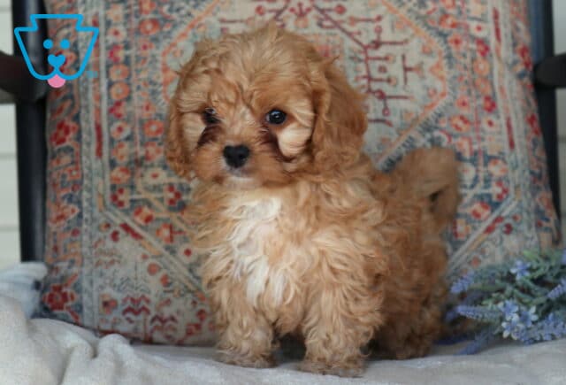 Duke Cavapoo image
