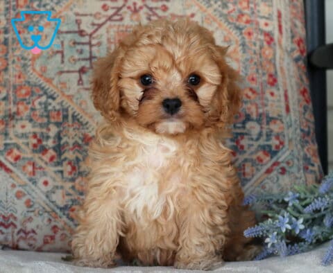 Duke Cavapoo2
